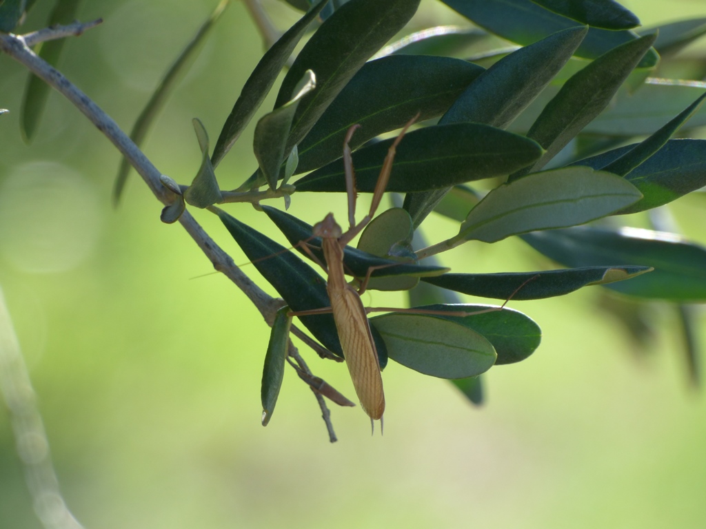 Mantide Religiosa